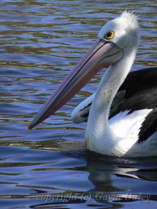 Australian Pellican (Pelecanus conspicillatus), River Torrens  P1030569.JPG